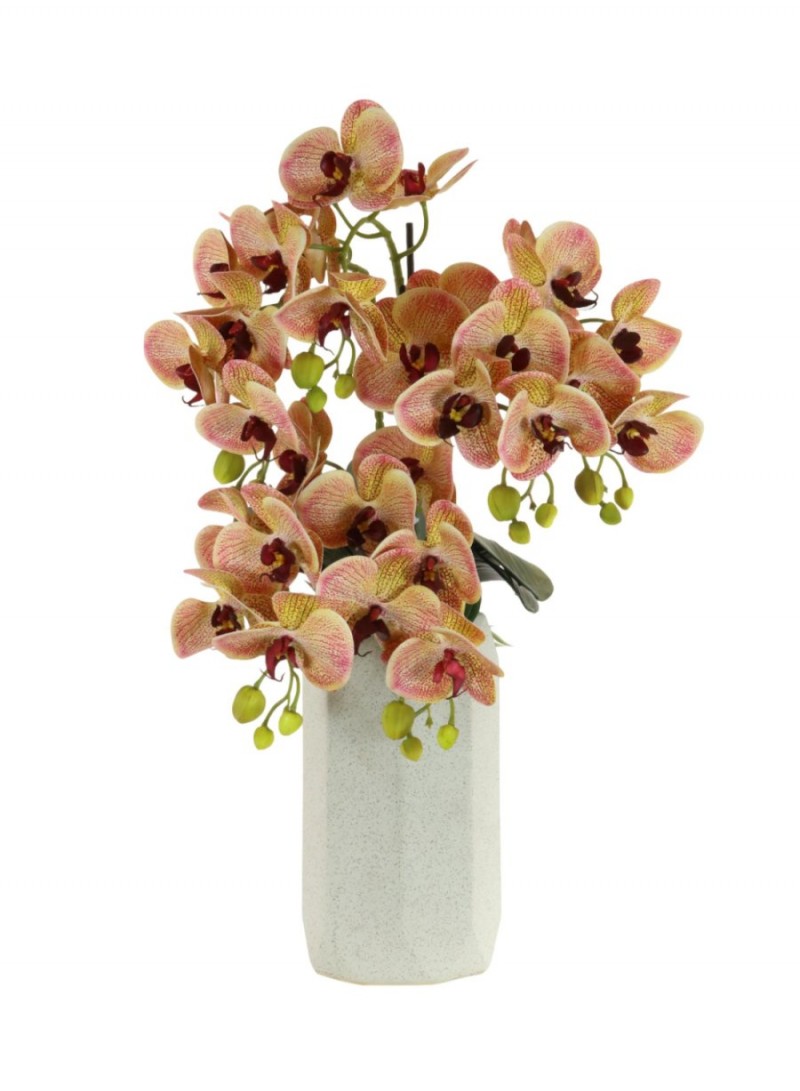 large 6 stem tutti fruity orchid £45