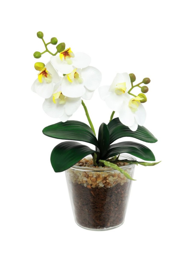 small 2 stem white orchid £8.99