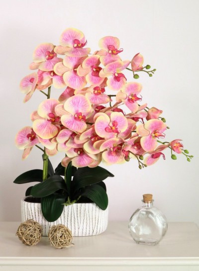 large 4 stem pink and yellow orchid £49.99