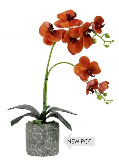 sunset orchid £12.99